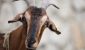 Goat_animal-scaled-gID_7.jpg