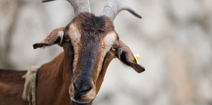 Goat_animal-scaled-gID_7.jpg