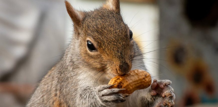 peanut-squirrel-gID_7.jpg