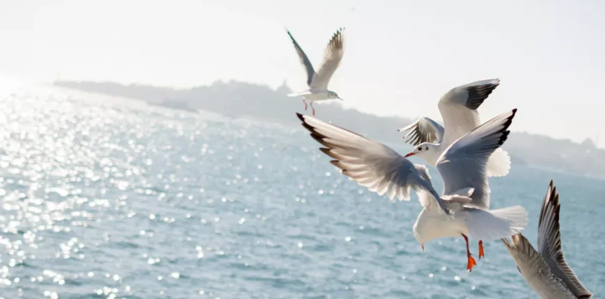 birds-flying-above-oceancq5dam.web_.1200.600.webp