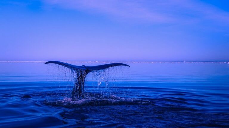 humpback-whale-768x512.jpg