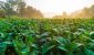 Field_of_green_tobacco_leaves.width-600.jpg