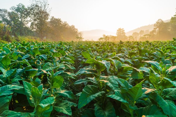 Field_of_green_tobacco_leaves.width-600.jpg