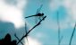 dragonfly-capital-defi-daos-gID_7.jpg