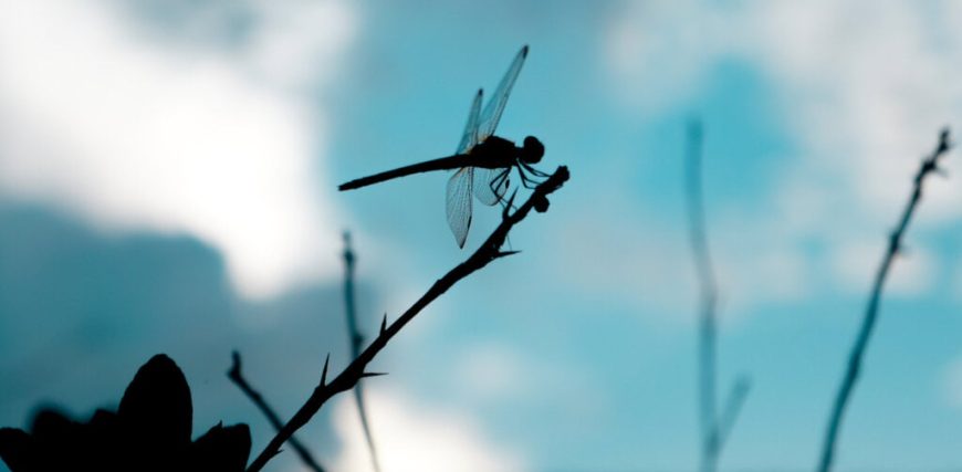 dragonfly-capital-defi-daos-gID_7.jpg