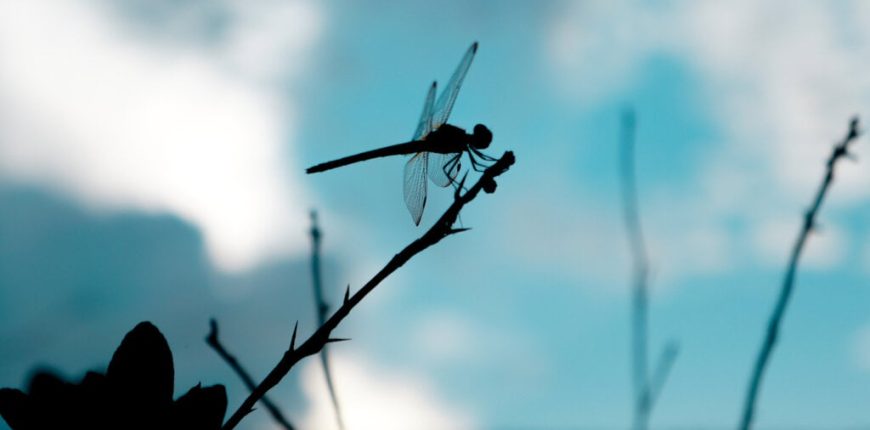 dragonfly-capital-defi-daos-gID_7.jpg
