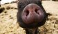 pixabay-pig-546307_640.jpg