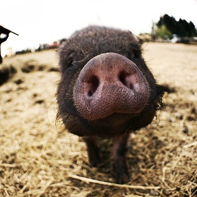 pixabay-pig-546307_640.jpg