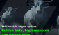14nOsJhvg3JSRYo-d8BTO1g.png