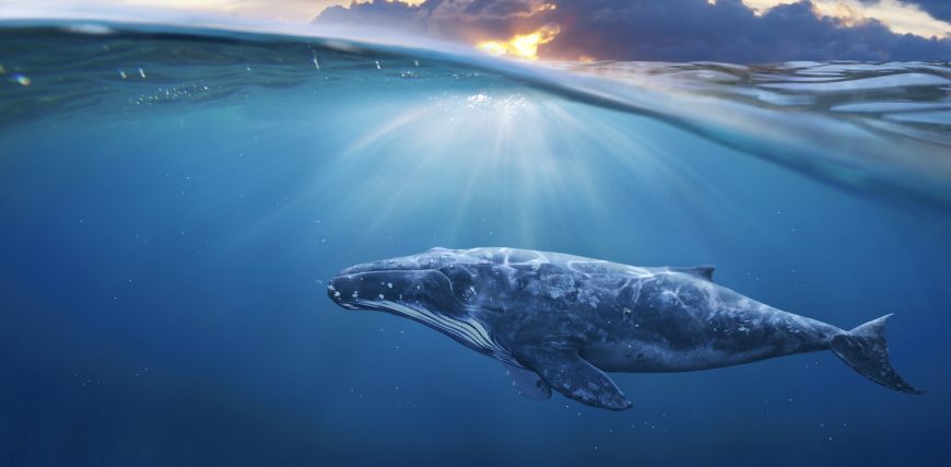 2L7MWEpf-whales.jpeg