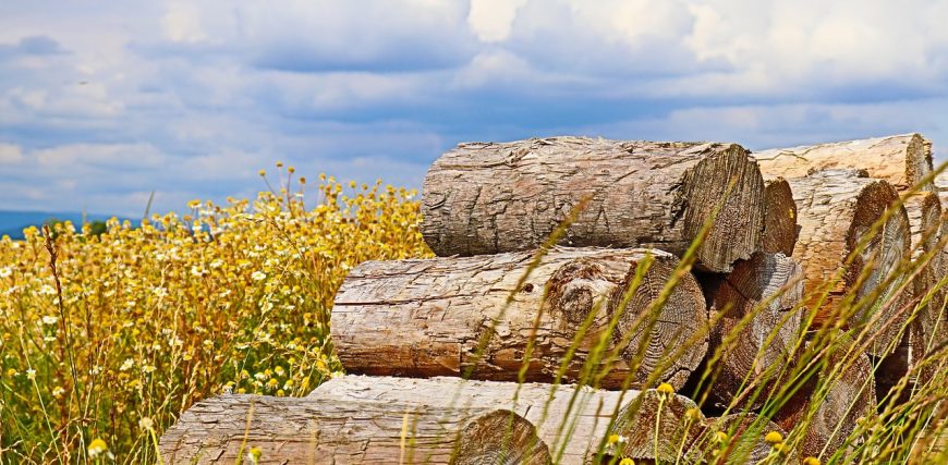woods-6393714_1280.jpg