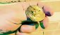 Flipping-Bitcoin-small-1.jpg