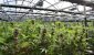 Slide_7_-_marijuana_greenhouse.width-600.jpg