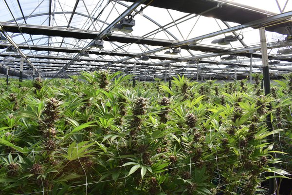 Slide_7_-_marijuana_greenhouse.width-600.jpg