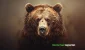 bear-5.webp.webp