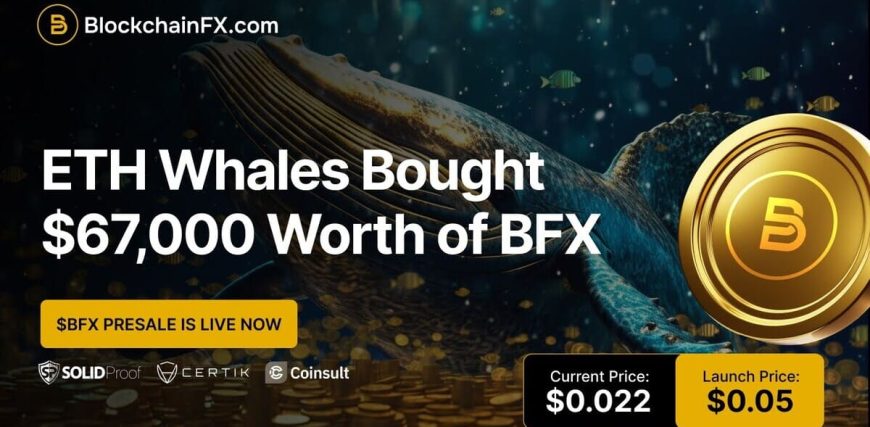 bfx-whale-0022.jpg