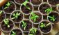seedlings-closeup.jpg