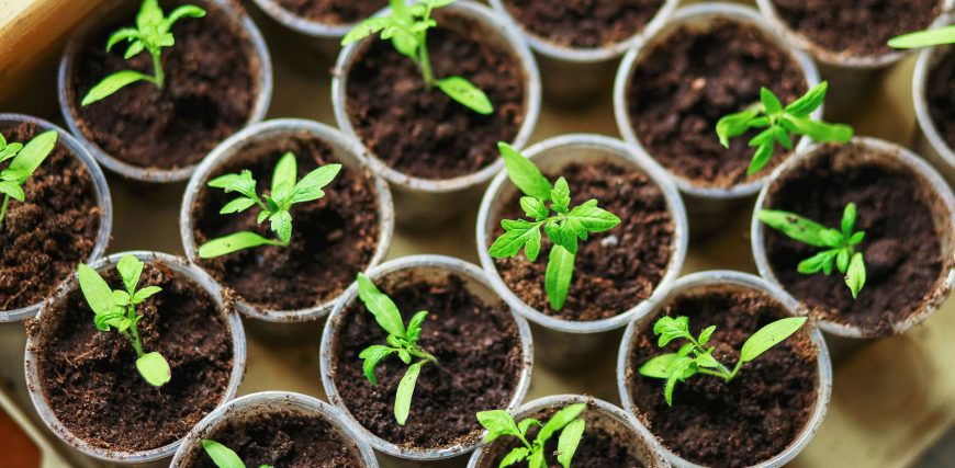 seedlings-closeup.jpg