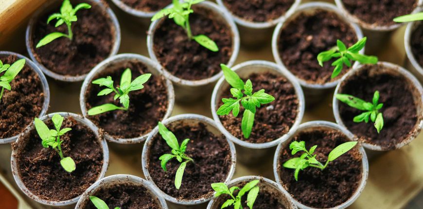 seedlings-closeup.jpg