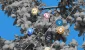 Altsezon-2025-altcoin-season-Altseason.webp.webp