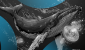 bitcoin-whale-decrypt-style-03-gID_7.png