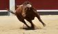 1716234299-a-bull-running.jpg 1716234299-a-bull-running.jpg